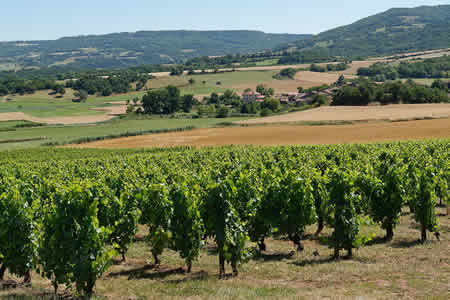 Côtes d'Auvergne